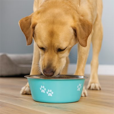 Gamelle Chien | Premium Inox Antidérapante